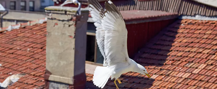 Residential Chimney Animal Removal Solution in Greenfield, IN